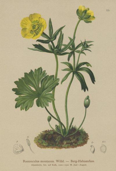 Berg-Hahnenfuß (Ranunculus montanus) von German School