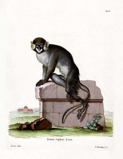 Bartmeerkatze von German School