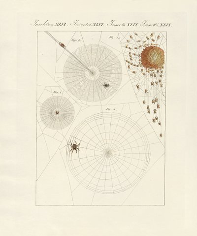 Naturgeschichte der Spinne von German School