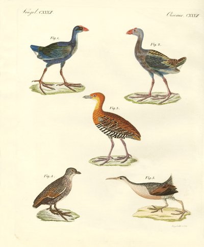 Neue Vögel von German School