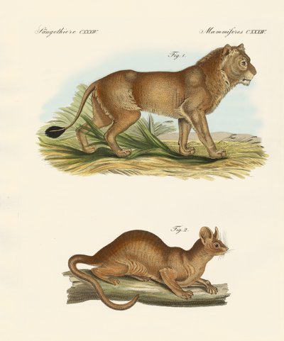 Neue Raubtiere (farbige Gravur) von German School