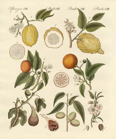 Edle tropische Früchte von German School