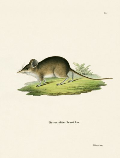 Nordafrikanische Elefantenspitzmaus von German School