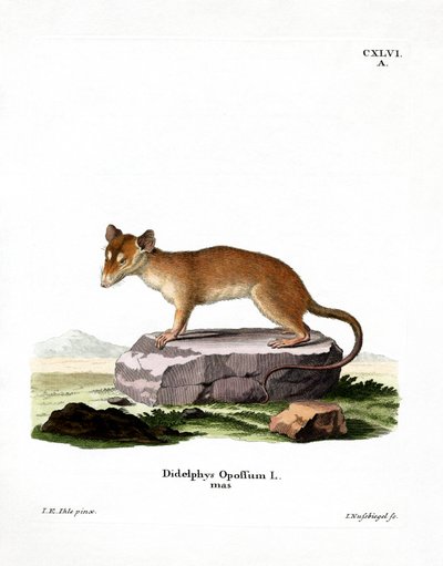 Nordamerikanisches Opossum von German School