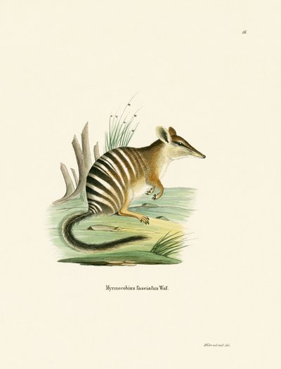 Numbat von German School