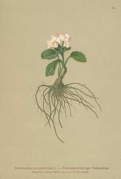Parnassia-Hahnenfuß (Ranunculus parnassifolius) von German School