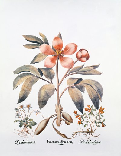 Rosa Pfingstrose von German School