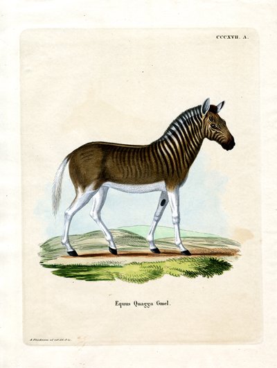 Quagga von German School