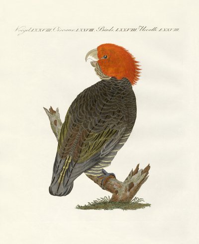 Seltene Vögel von German School