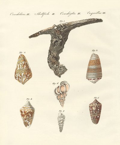 Seltene Muscheln von German School