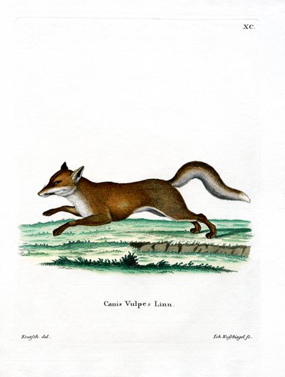 Rotfuchs von German School