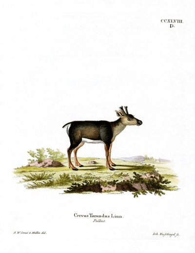 Rentierkalb von German School
