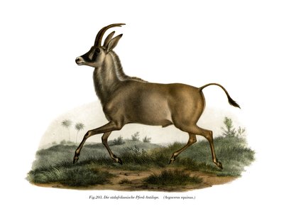 Rappenantilope, 1860 von German School