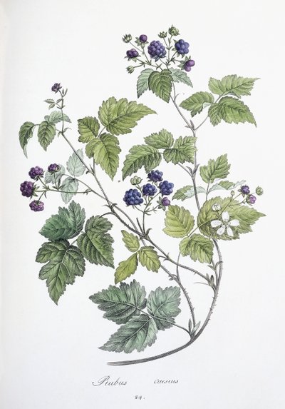 Rubus caesius, 1811-1818 von German School