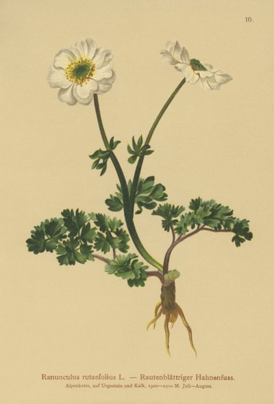 Rautenblättriger Hahnenfuß (Ranunculus rutaefolius) von German School