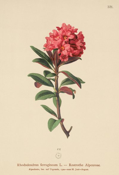 Rostblättrige Alpenrose von German School