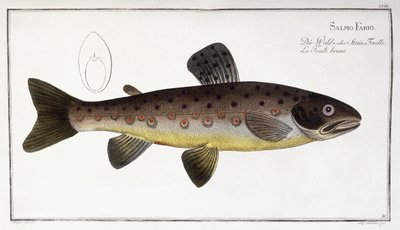 Salmo Fario von German School