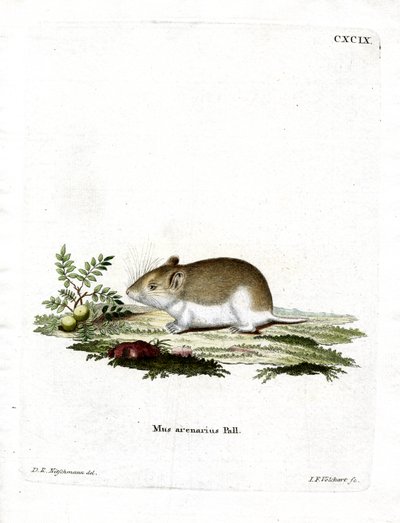 Sandmaulwurf von German School