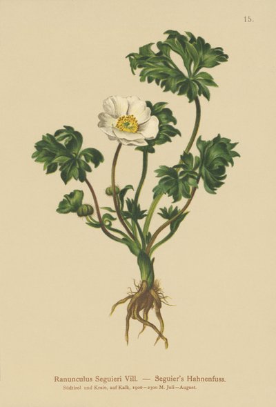 Seguiers Hahnenfuß (Ranunculus Seguieri) von German School