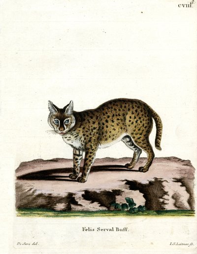 Serval von German School