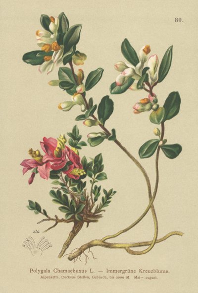 Strauchiger Kreuzblümchen von German School