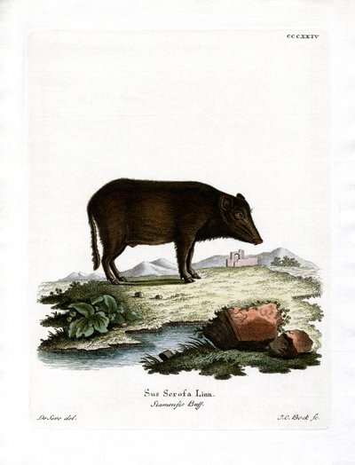 Siamesisches Wildschwein von German School