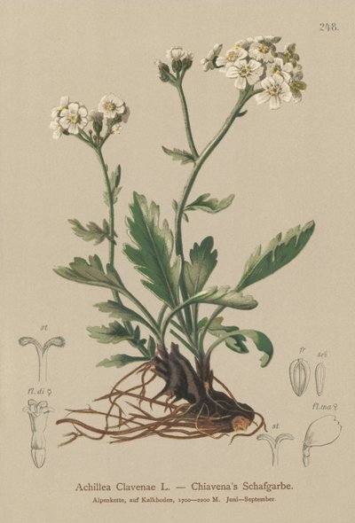 Silber-Schafgarbe (Achillea clavenae) von German School