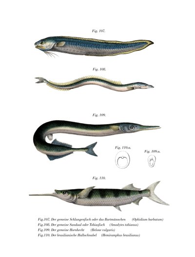 Schlangen-Schleimfisch von German School