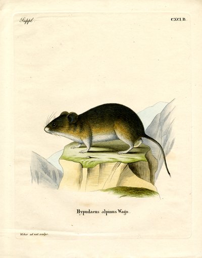 Schneemaus von German School