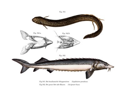 Südamerikanischer Lungenfisch von German School