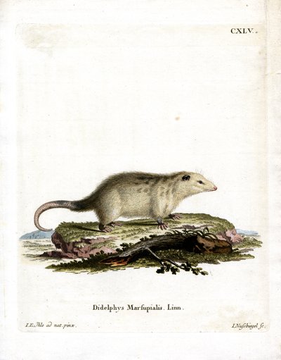 Südlicher Opossum von German School
