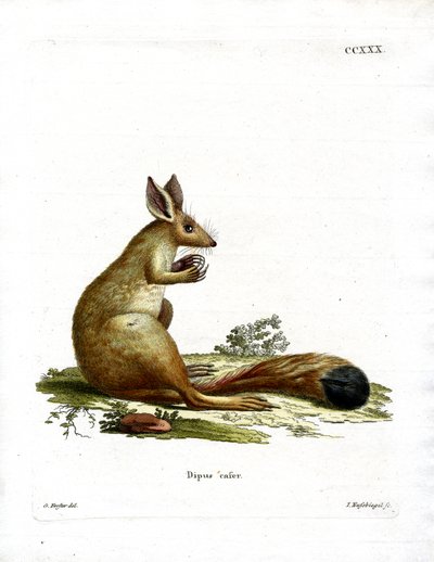 Springhase von German School