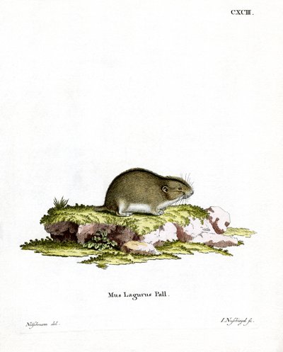 Steppenlemming von German School