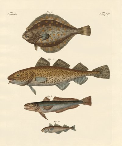 Stockfisch von German School