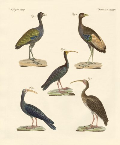 Seltsame brasilianische Vögel von German School