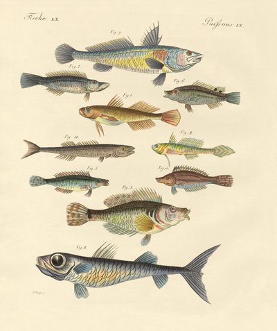 Seltsame und schöne Fische von German School