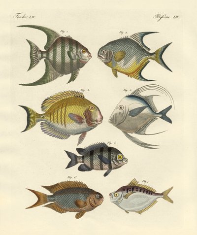 Seltsame Fische von German School