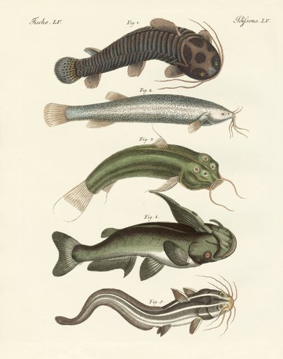 Seltsame Fische von German School