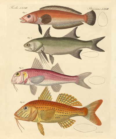 Seltsame Fische von German School
