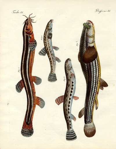 Seltsame Fische von German School