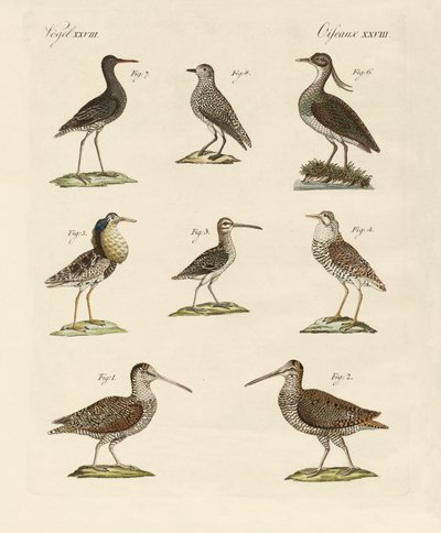 Seltsame Sumpfvögel von German School