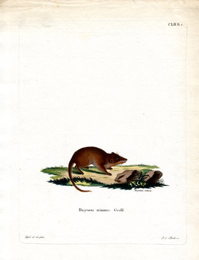 Sumpf-Antechinus von German School