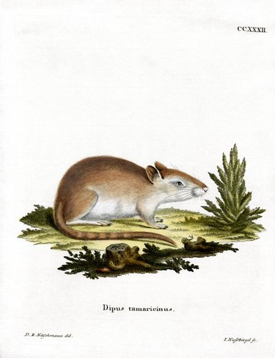 Tamarisken-Rennmaus von German School