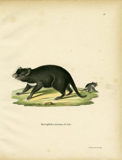 Tasmanischer Teufel von German School