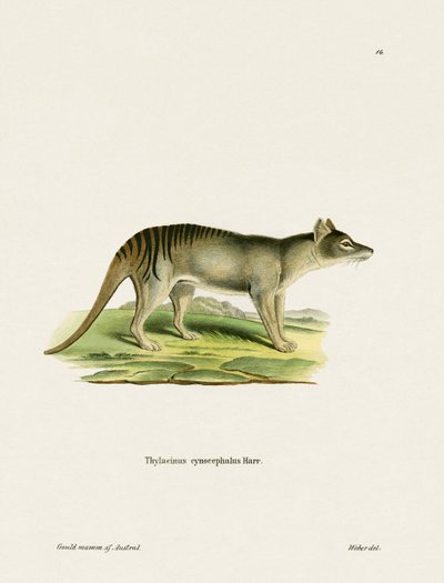 Tasmanischer Tiger (farbige Gravur) von German School