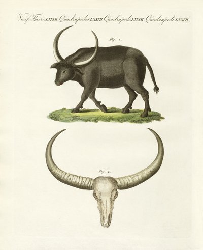 Der riesige Büffel von German School