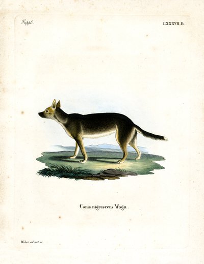 Tibetischer Hund von German School