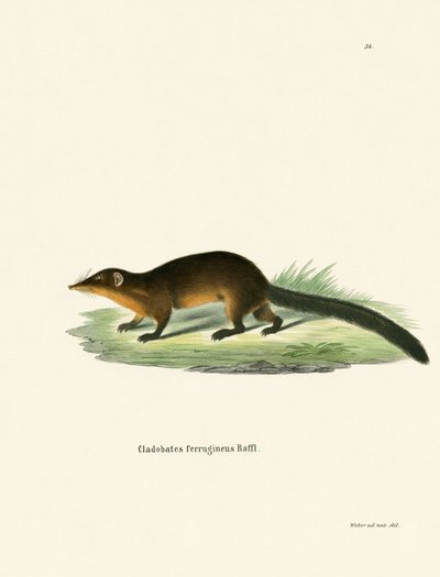Spitzhörnchen von German School
