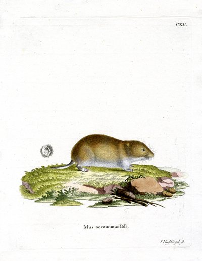 Tundra-Wühlmaus von German School