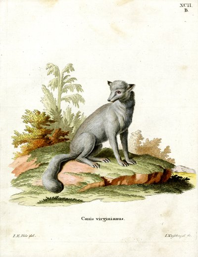 Virginischer Fuchs von German School